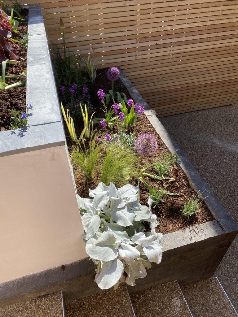 IMG 2952 1 768x1024 - Low maintenance contemporary garden