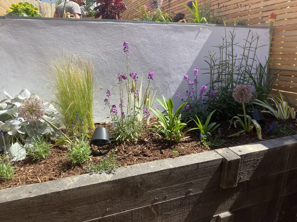 IMG 3112 1024x768 - Low maintenance contemporary garden